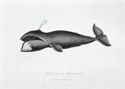 Placa de Historia Natural: Tabla zoológica que representa la ballena franca, Balaena borealis - en 
