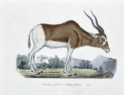 Placa de Historia Natural: Tabla zoológica que representa al Antílope Giboso, Antílope Gibbosa, Savi - en "Obras Completas de Buffon" del naturalista Georges Louis Leclerc, Conde de Buffon (1707 - 1788). Grabado de 1837. de Georges Louis Leclerc