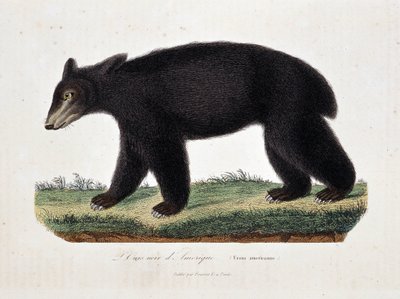 Historia natural: Tabla zoológica representando El Oso Negro de América (Ursus americanus) - en “Obras de Buffon” por el naturalista Georges Louis Leclerc, Conde de Buffon (1707 - 1788). Grabado de 1837. de Georges Louis Leclerc