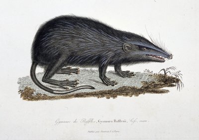Placa de Historia Natural: Carta zoológica que representa el Gymnure de Raffles, Gymnura Rafflesii, Lefs, hombre - en “Obras Completas de Buffon” por el naturalista Georges Louis Leclerc, Conde de Buffon (1707-1788). Grabado de 1837 de Georges Louis Leclerc