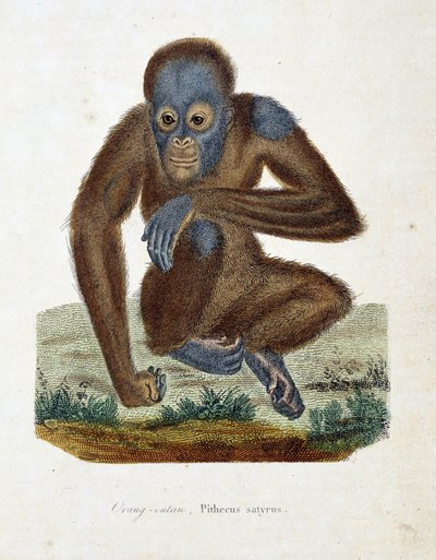 Placa de Historia Natural: Gráfico zoológico que representa al Orangután (orangután, orangután, orangután), Pithecus satyrus - en “Obras Completas de Buffon” del naturalista Georges Louis Leclerc, Conde de Buffon (1707 - 1788). Grabado de 1837 de Georges Louis Leclerc