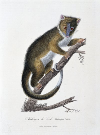 Placa de Historia Natural: Gráfico zoológico que representa al Phalanger de Cook (Phalangista Cookii) - en “Obras de Buffon” del naturalista Georges Louis Leclerc, Conde de Buffon (1707 - 1788). Grabado de 1837 de Georges Louis Leclerc
