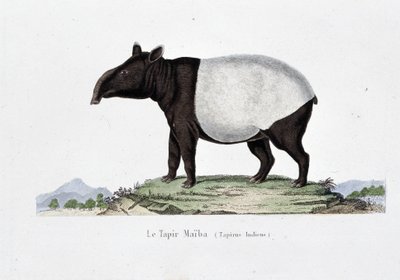 Placa de Historia Natural: Tabla zoológica que representa al Tapir Maiba (Tapirus Indicus) - en "Obras de Buffon" del naturalista Georges Louis Leclerc, Conde de Buffon (1707 - 1788). Grabado de 1837. de Georges Louis Leclerc