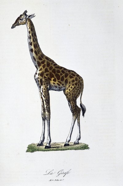 Placa de Historia Natural: Tabla zoológica que representa a la jirafa - en "Obras Completas de Buffon" del naturalista Georges Louis Leclerc, Conde de Buffon (1707 - 1788). Grabado de 1837. de Georges Louis Leclerc
