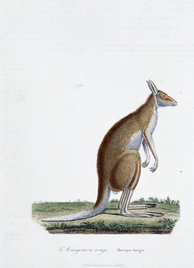 Placa de Historia Natural: Carta zoológica que representa canguro rojo en “Obras Completas de Buffon” por el naturalista Georges Louis Leclerc, Conde de Buffon (1707-1788). Grabado de 1837 de Georges Louis Leclerc