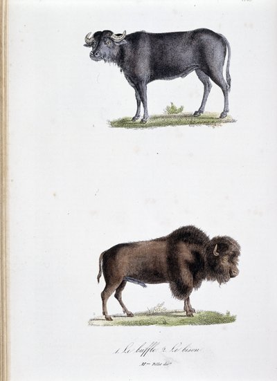 Tabla de historia natural: Tabla zoológica que representa 1. El Búfalo y 2. El Bisonte - en "Obras completas de Buffon" por el naturalista Georges Louis Leclerc, Conde de Buffon (1707 - 1788). Grabado de 1837. de Georges Louis Leclerc