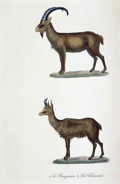 Tabla de historia natural: Tabla zoológica que representa 1. El Íbice y 2. El Chamois - en "Obras completas de Buffon" por el naturalista Georges Louis Leclerc, Conde de Buffon (1707 - 1788). Grabado de 1837. de Georges Louis Leclerc