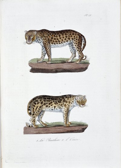 Placa de historia natural: Placa zoológica que representa 1. El Panghere y 2. L