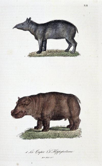 Tabla de historia natural: Tabla zoológica que representa 1. El Tapir y 2. El Hipopótamo - en "Obras completas de Buffon" por el naturalista Georges Louis Leclerc, Conde de Buffon (1707 - 1788). Grabado de 1837. de Georges Louis Leclerc