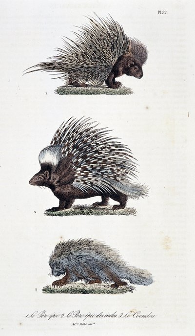 Placa de Historia Natural: Carta zoológica que representa 1. El cerdo épico, 2. El cerdo épico de la India y 3. El Coendou - en “Obras Completas de Buffon” por el naturalista Georges Louis Leclerc, Conde de Buffon (1707-1788). Grabado de 1837 de Georges Louis Leclerc