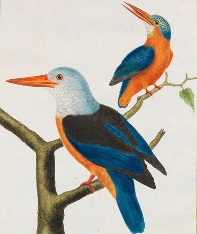 Historia natural. Aves. Planchas iluminadas, 1766-1782 de Georges Louis Leclerc de Buffon
