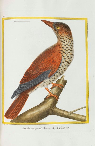 Historia natural. Aves. Planchas iluminadas, 1782 de Georges Louis Leclerc de Buffon