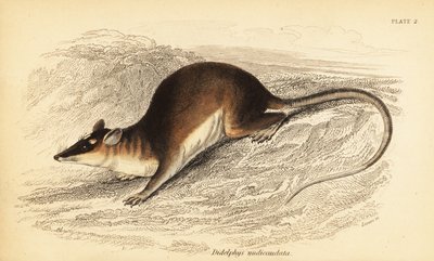 Zarigüeya marrón de cuatro ojos, Metachirus nudicaudatus. ,1841 (grabado) de Georges Robert Waterhouse