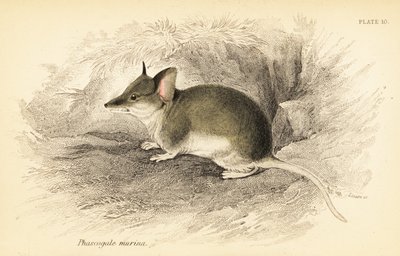 Dunnart común, Sminthopsis murina. ,1841 (grabado) de Georges Robert Waterhouse
