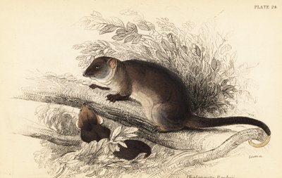 Zarigüeya común, Pseudocheirus peregrinus. ,1841 (grabado) de Georges Robert Waterhouse