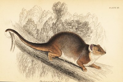 Zarigüeya común, Pseudocheirus peregrinus. ,1841 (grabado) de Georges Robert Waterhouse