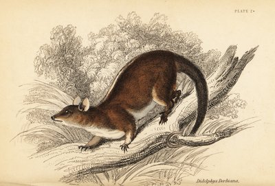 Zarigüeya lanuda de Derby, Caluromys derbianus. ,1841 (grabado) de Georges Robert Waterhouse