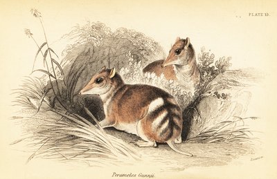 Perameles gunnii, 1841 (grabado) de Georges Robert Waterhouse