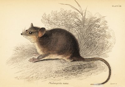 Zarigüeya pigmea oriental, Cercartetus nanus.,1841 (grabado) de Georges Robert Waterhouse