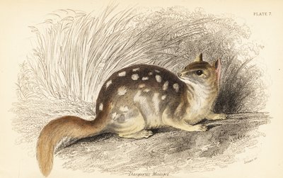Culebra oriental, Dasyurus viverrinus. En peligro de extinción. ,1841 (grabado) de Georges Robert Waterhouse