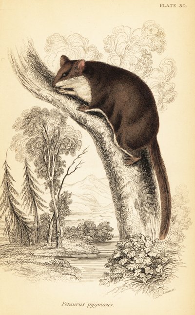 Planeador de cola de pluma, Acrobates pygmaeus. ,1841 (grabado) de Georges Robert Waterhouse