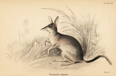 El canguro mayor, Macrotis lagotis. En peligro de extinción. ,1841 (grabado) de Georges Robert Waterhouse