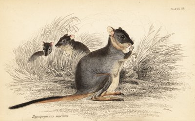 Potoroo de patas largas, Potorous longipes. Vulnerable.,1841 (grabado) de Georges Robert Waterhouse