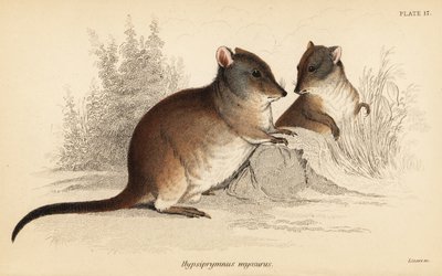 Potoroo de nariz larga, Potorous tridactylus tridactylus.,1841 (grabado) de Georges Robert Waterhouse