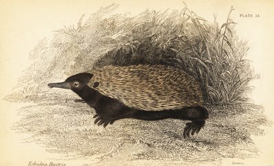 Equidna de pico corto, Tachyglossus aculeatus.,1841 (grabado) de Georges Robert Waterhouse