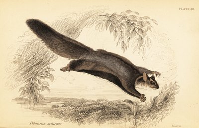 Ardilla planeadora, Petaurus norfolcensis.,1841 (grabado) de Georges Robert Waterhouse