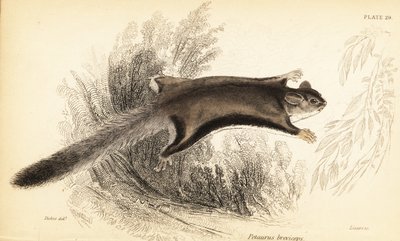 Planeador del azúcar, Petaurus breviceps.,1841 (grabado) de Georges Robert Waterhouse