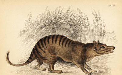 Tigre de Tasmania, Thylacinus cynocephalus. Extinto. ,1841 (grabado) de Georges Robert Waterhouse