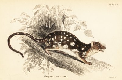 Tigresa, Dasyurus maculatus.,1841 (grabado) de Georges Robert Waterhouse