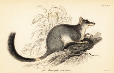 Tuan o wambenger común, Phascogale tapoatafa. ,1841 (grabado) de Georges Robert Waterhouse