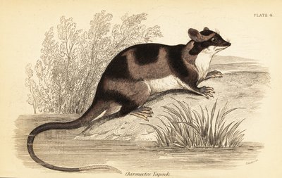 Zarigüeya de agua o yapok, Chironectes minimus. ,1841 (grabado) de Georges Robert Waterhouse