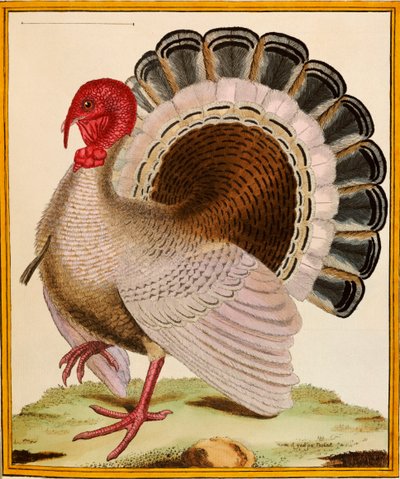 Un pavo, de "Histoire Nouvelles des Oiseaux", 1771-86 de Georges de Buffon