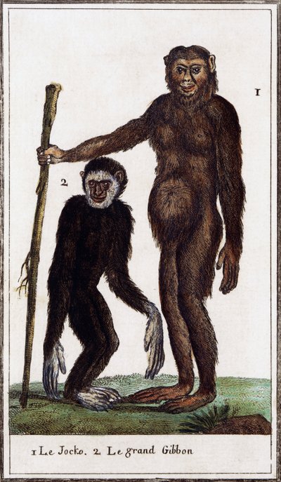 Jocko, chimpancé o gibón, ilustración de Histoire naturelle, de Georges-Louis Leclerc Conde de Buffon (1707-1788), grabado en acuarela. de Georges de Buffon
