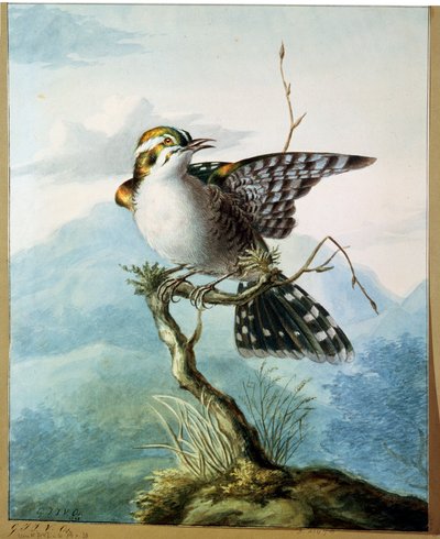 Un pajarito, 1798 de Georgius Jacobus Johannes van Os