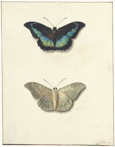 Vista superior e inferior de una mariposa de Georgius Jacobus Johannes van Os