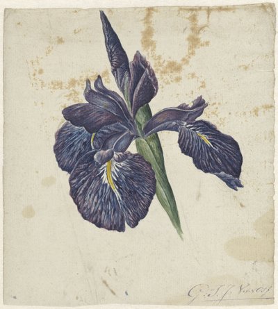 Iris de Georgius Jacobus Johannes van Os