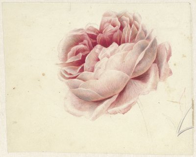 Rosa Roja de Georgius Jacobus Johannes van Os
