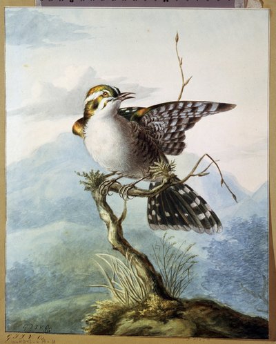 ""Un pajarito"" (Pajarito) Acuarela de Georgius Jacobus Johannes van Os (1782-1861) 1798 Museo Pushkin, Moscú de Georgius Jacobus Johannes van Os
