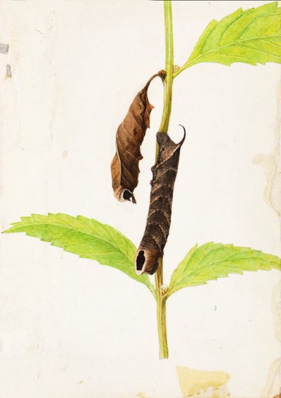 Oruga esfinge que imita una hoja muerta enrollada, principios del siglo XX de Gerald H. Thayer