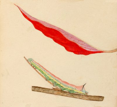 Oruga de Espejo..., principios del siglo XX de Gerald H. Thayer