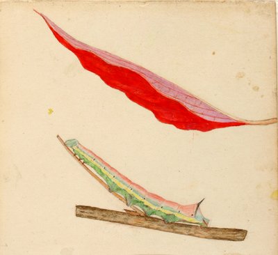Oruga "Mirror-Back", estudio para el libro La ocultación de la coloración en el reino animal de Gerald H. Thayer