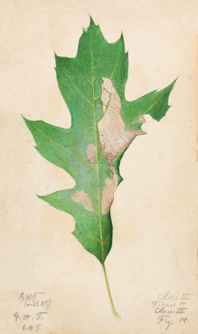 Oruga del borde de la hoja de roble de Gerald H. Thayer