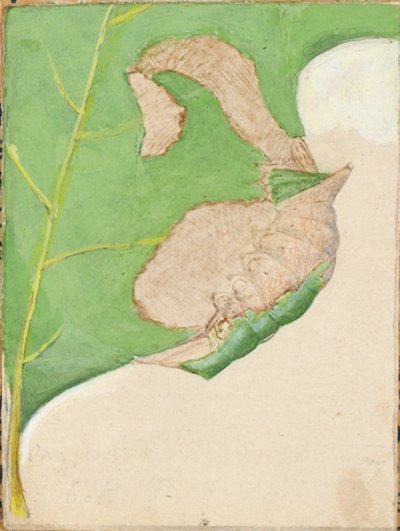 Oruga del borde de la hoja de roble, estudio para el libro La ocultación de la coloración en el reino animal de Gerald H. Thayer