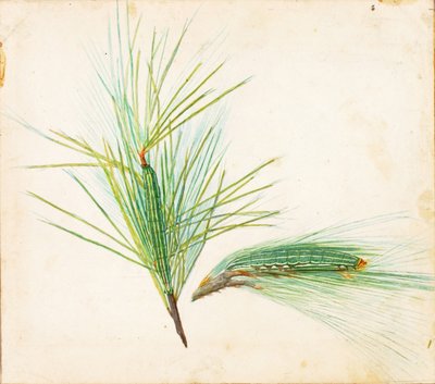 Oruga del piñón, estudio para el libro La coloración oculta en el reino animal de Gerald H. Thayer