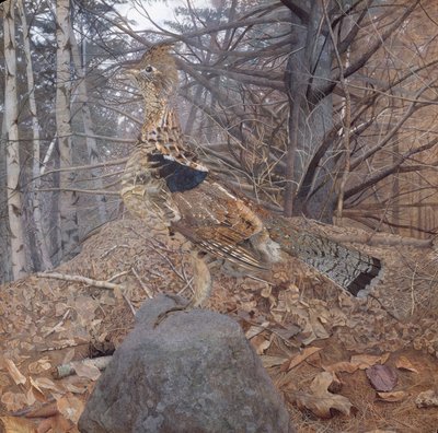 Urogallo macho en el bosque, 1907-08 de Gerald Thayer