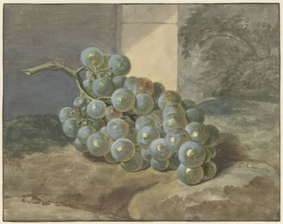 Uva de Gerard Sanders